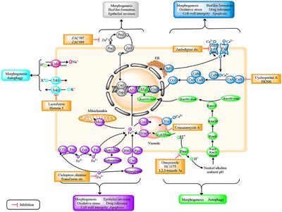 Promising Antifungal Targets Against Candida albicans Based on Ion Homeostasis